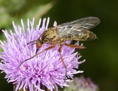 Empis livida - Dance fly